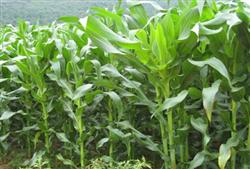 Seven bases for High yield selection of Spring sowing Maize