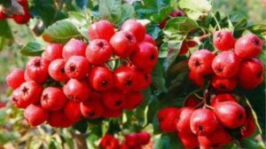 The difference between sour jujube and Hawthorn