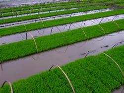 Key techniques of mechanized transplanting and raising seedlings of rice