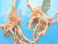 Chemical Control of Tomato Root-knot nematode