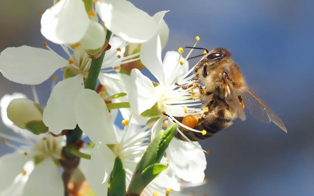 Even bees say socializing is a waste of energy.