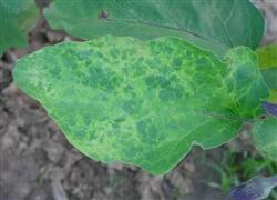 Control and Management techniques of Diseases and insect pests in eggplant in January