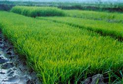 Common problems and Countermeasures of Rice Seedling raising