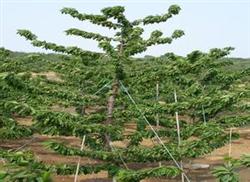 Key techniques of Postharvest Management and Summer pruning of Cherry