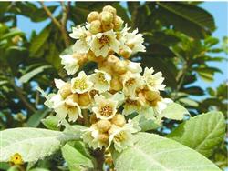 Manage the loquat tree after Xiehua in early spring