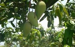Chemical control of mango stem rot