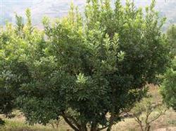 Pruning methods of fruitful Waxberry trees
