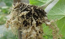 Cantaloupe root knot nematode disease