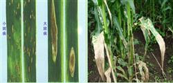 Control techniques of Maize Leaf spot and Leaf spot