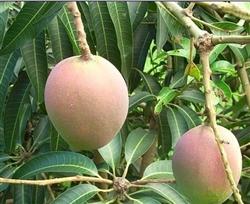 Measures to overcome the age of mango