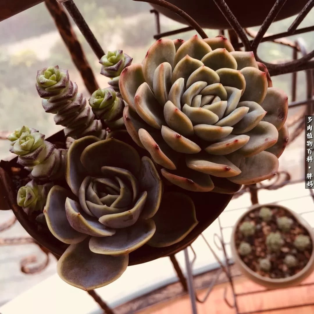 My little Jasper made me go further and further on the succulent road.