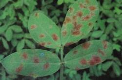 Simple Identification of Peanut Leaf Blight