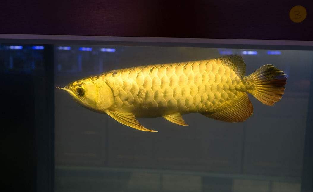 It is the oldest freshwater fish with a lifespan of only more than ten years, but it is extremely expensive, and one is worth tens of thousands of yuan.