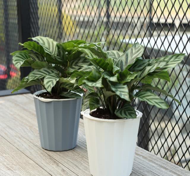 Eight kinds of potted plants that can't die in the sun and are easy to feed. If you know three kinds, you'll be a cow.