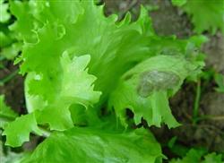 Control techniques of Brown spot and Black spot of lettuce