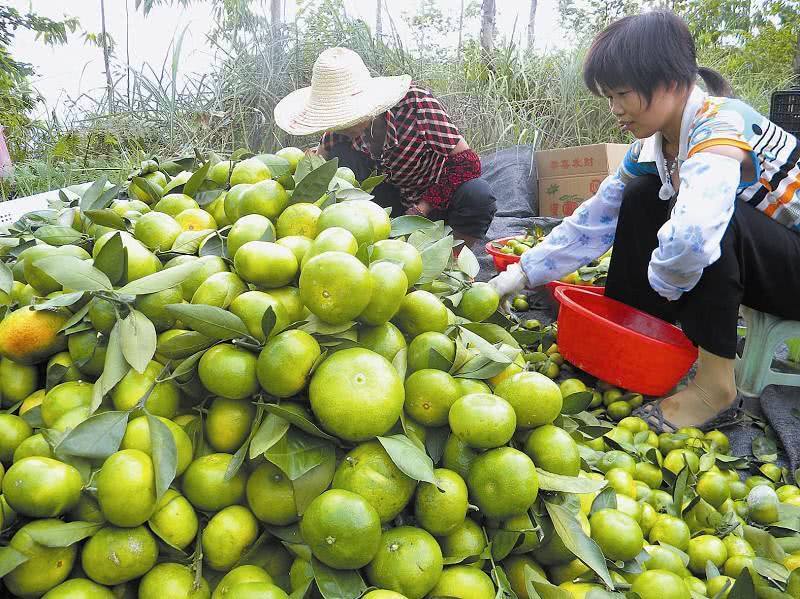 Oranges are divided into male and female? I will teach you three ways to choose the orange peel thin water that you buy.