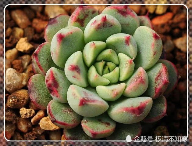 Your succulent plants never survive? Because missing this crucial step regret not knowing sooner
