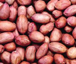 There is no pest when peanuts are mixed with seeds-chlorpyrifos