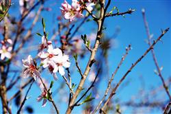 Clever pruning of apricot trees can delay flowering