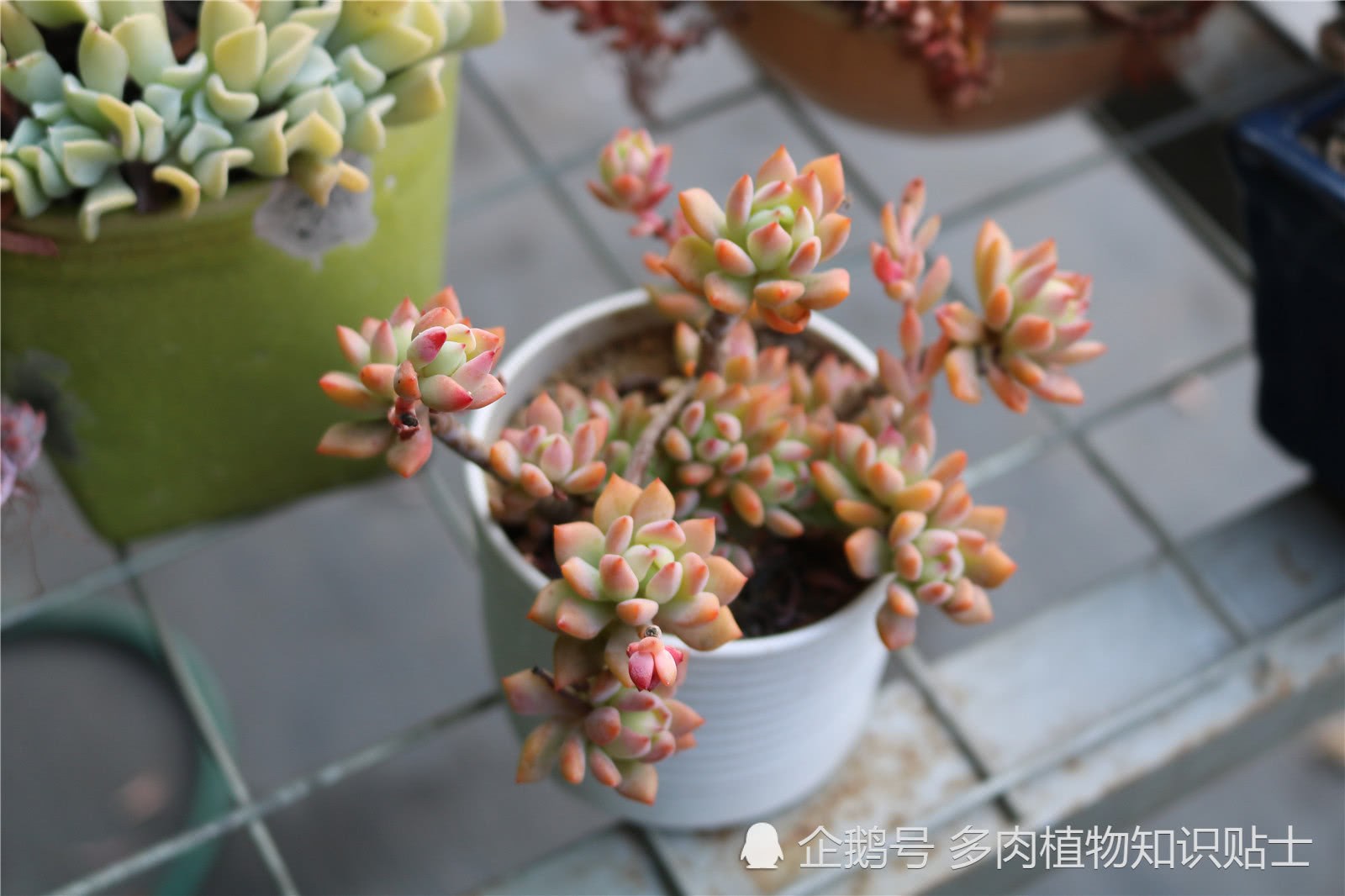 What's the perfect succulent balcony like? This spring will make you look good.