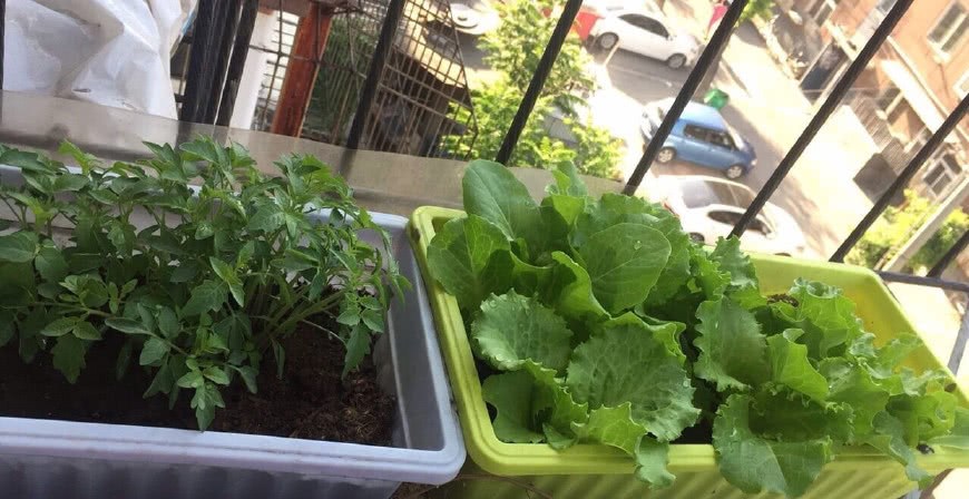 Grow vegetables on the balcony and use Coke bottles and empty oil buckets as pots to grow everything well and harvest a lot.