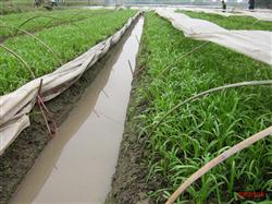 Asparagus and its cultivation points