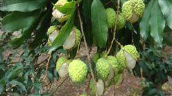 Calcium application can prevent litchi from cracking.