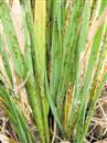 Characteristics and control strategies of rice planthopper