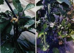 Control of Diseases and insect pests of eggplant in early Spring