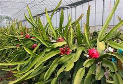Cultivation techniques of dragon fruit in solar greenhouse