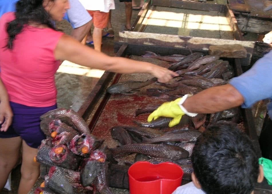 Garbage fish that eat feces for a living in our country are rampant in the river, but no one wants to be delicious abroad.