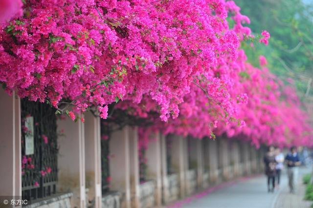 Daily update: a complete collection of cutting propagation of 100 common flowers-triangular plum