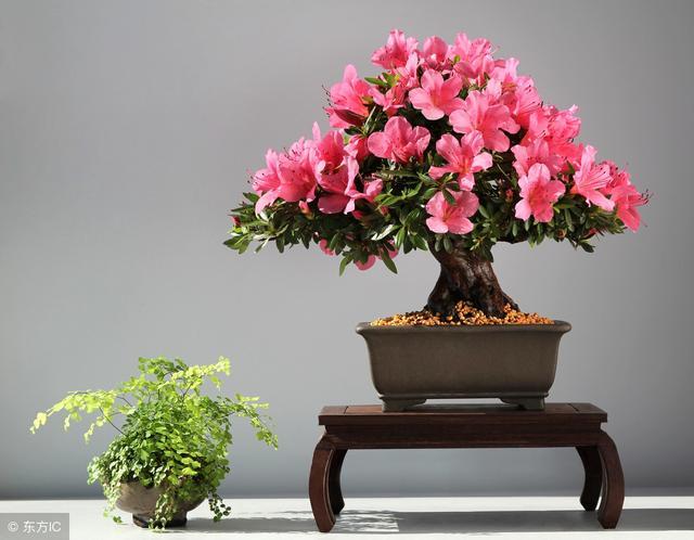 Daily update: cutting propagation of 100 common flowers-rhododendron