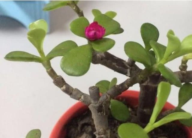 The potted purslane raised by my mother-in-law will not be sold for several years, no matter how much money the neighbors pay.