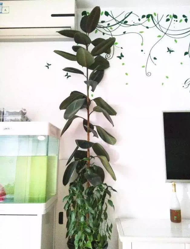 Just cut some new buds and shoots on the rubber tree and try to go home.