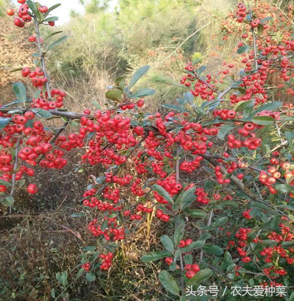 Wild fruits growing everywhere on the mountain are planted in flowerpots and raised in flowerpots. Ten thousand fruits are easy to raise and beautiful.