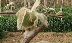 Beware of freezing injury of kiwifruit in spring