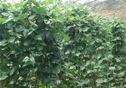 Analysis on the causes of excessive growth of beans in greenhouse and its control countermeasures