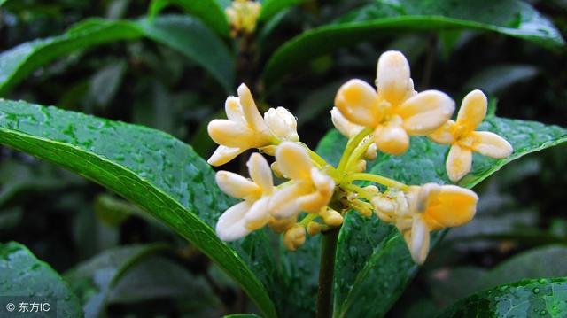 You can smell sweet-scented osmanthus across the screen.