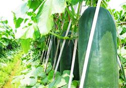 Identification and control measures of common diseases and insect pests in wax gourd