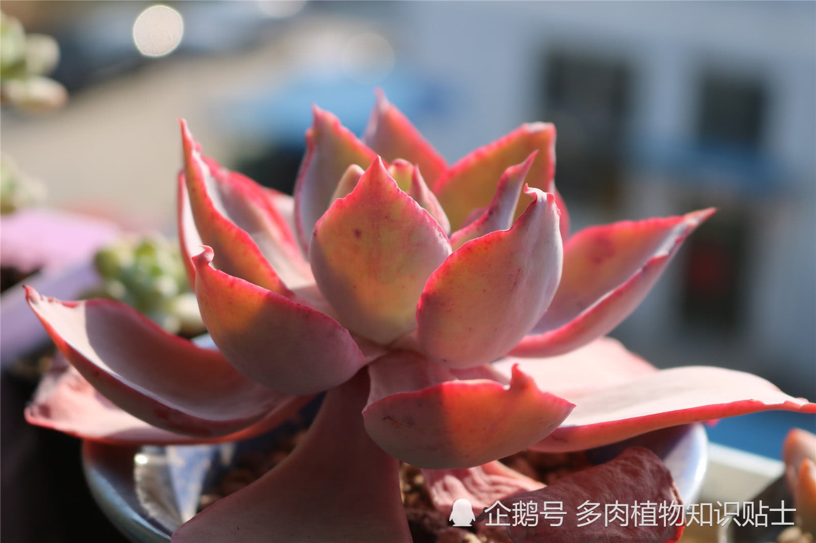 The secret to the beauty of succulent plants is that the temperature difference is big.