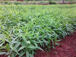 Cultivation techniques of Yellow Peach seedlings