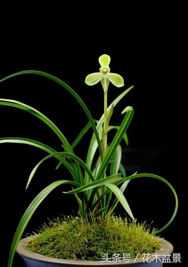 Key Points of Flower Maintenance of Orchid