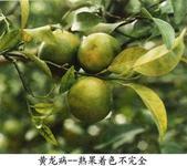 Identification and Control of Citrus Huanglong Disease