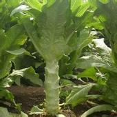 When the flower stem of lettuce expands, it provides sufficient nutrients.