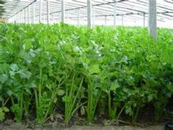 How to keep the seed of conventional celery
