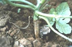 Comprehensive Control of Watermelon Seedling Diseases