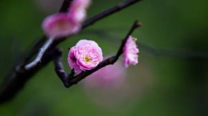 The symbolic significance of Meilan Bamboo Chrysanthemum