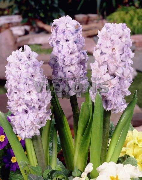 As soon as autumn arrives, the hyacinth will blossom after the New year.