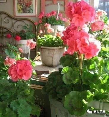 Three kinds of lucky flowers the more prosperous the family is, the healthier the family is, the healthier the balcony is.